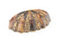 Schaub 854-PEN-ED 3" Center to Center Symphony Tiger Penshell Cabinet Cup Pull Estate Dover Finish Sparrow Supply
